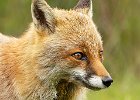 John Scholey - Fox Portrait.jpg